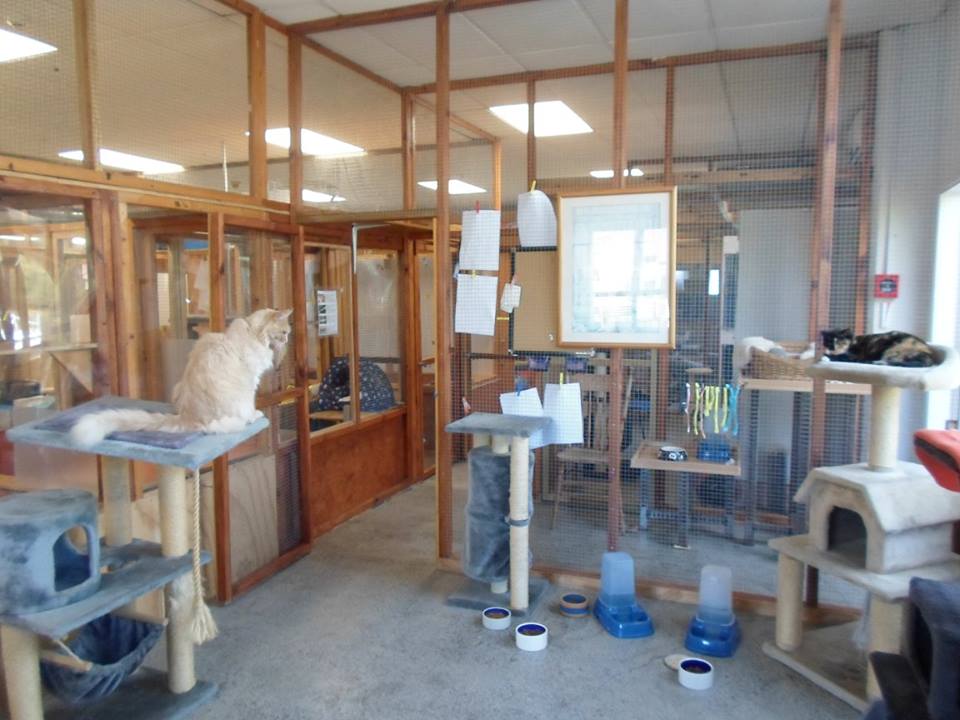Animates Vetcare Clinic Milford Formerly Pet And Vet Milford - Glenfield , New Zealand
