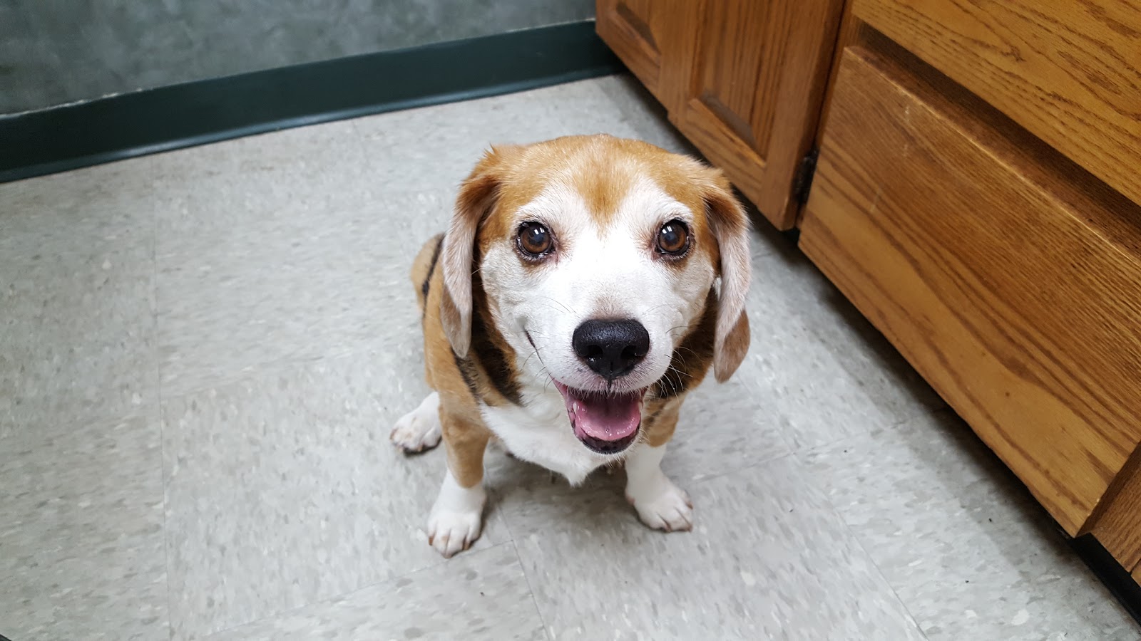 Huntersville Animal Care Hospital - Huntersville , United States