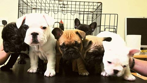 Grange Veterinary Hospital - Mold , United Kingdom