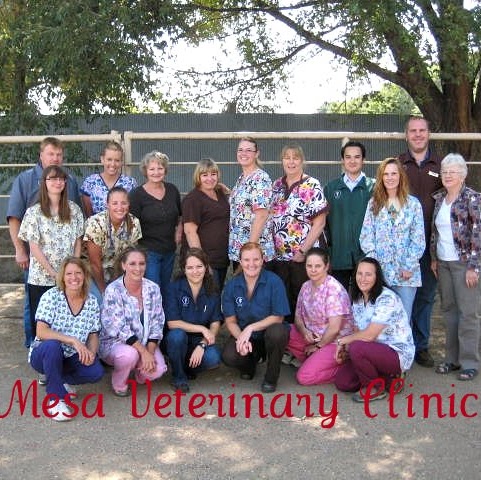 Mesa Veterinary Clinic - Pueblo , United States