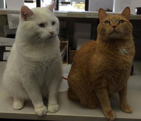 Broderick Animal Clinic - Waukee , United States
