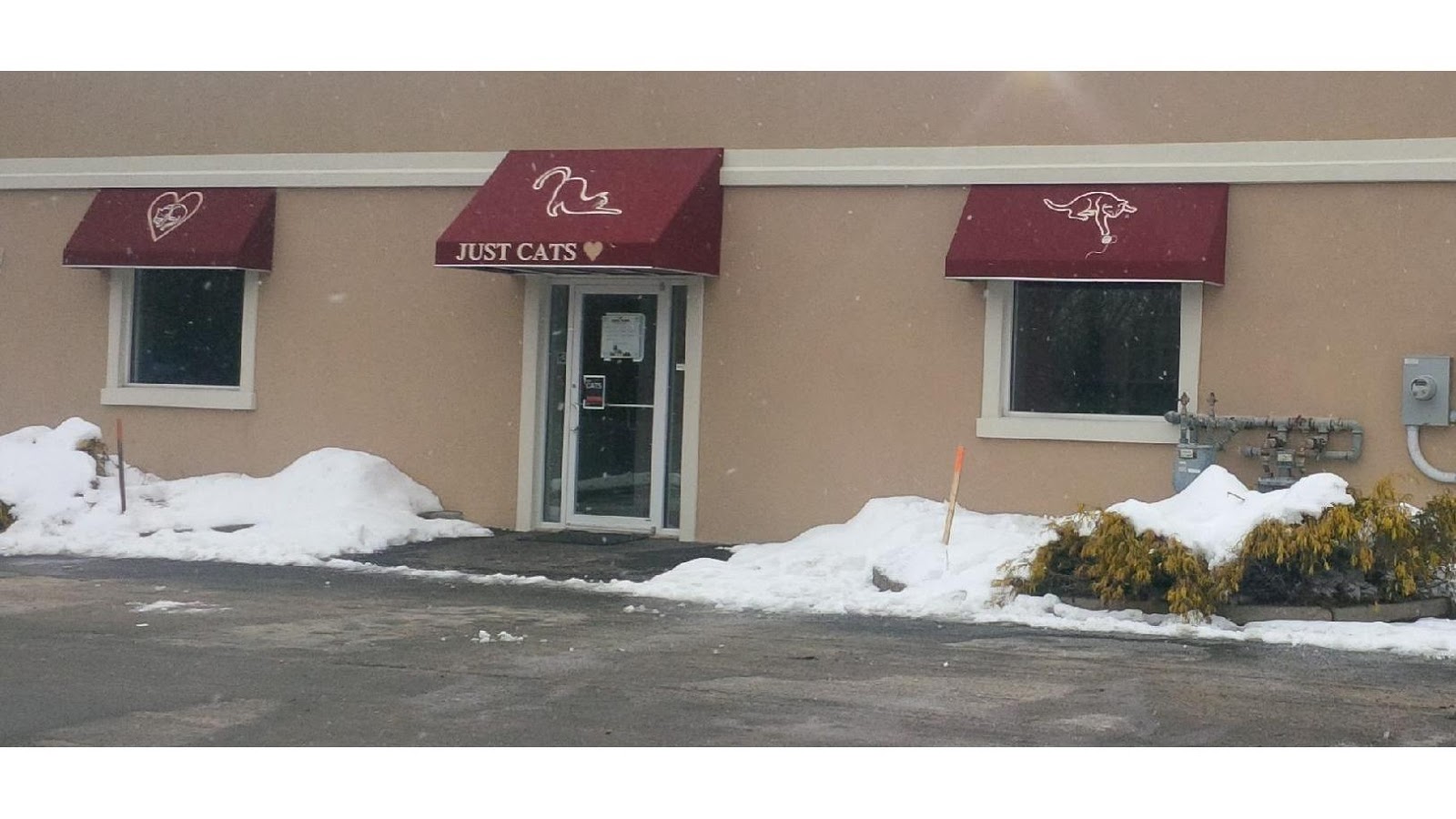 Just Cats Health Care - Setauket- East Setauket , United States