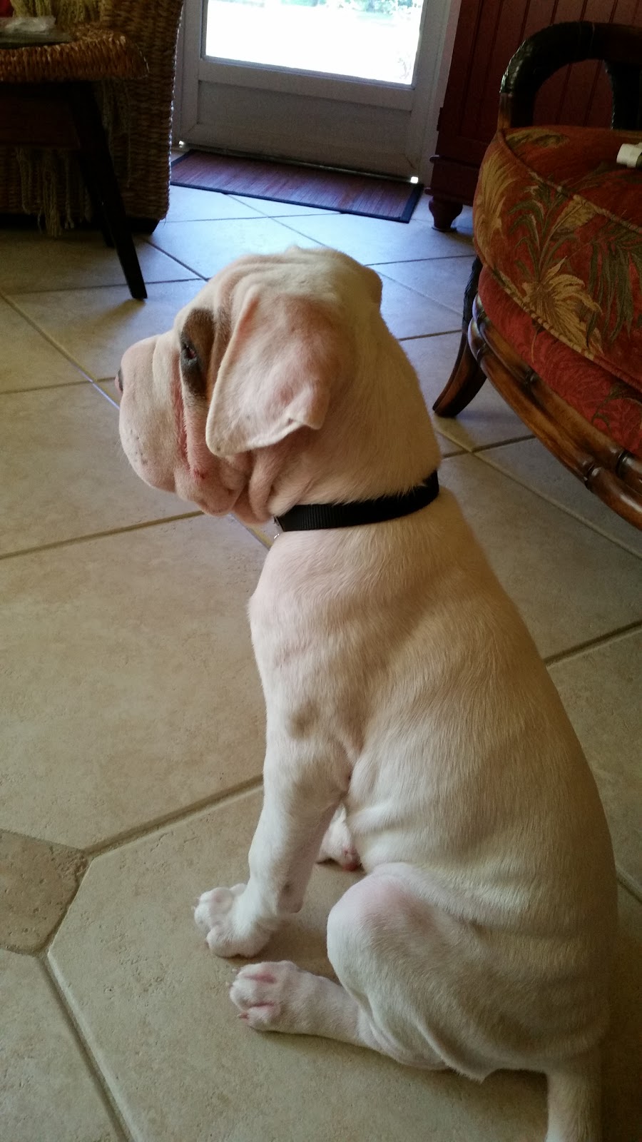 The Animalife Veterinary Center At Mission Hills - Naples , United States