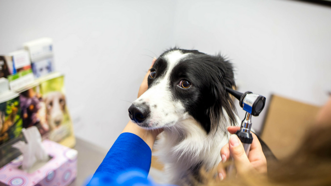 Darlington Veterinary Hospital - Vaughan , Canada