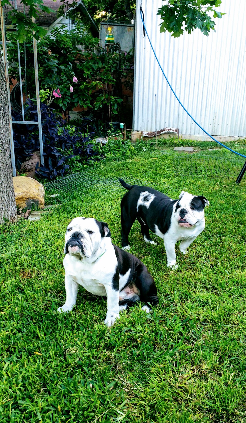 Dodd Animal Hospital - San Antonio , United States