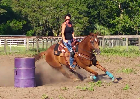Foil Equine LLC - Ocala , United States