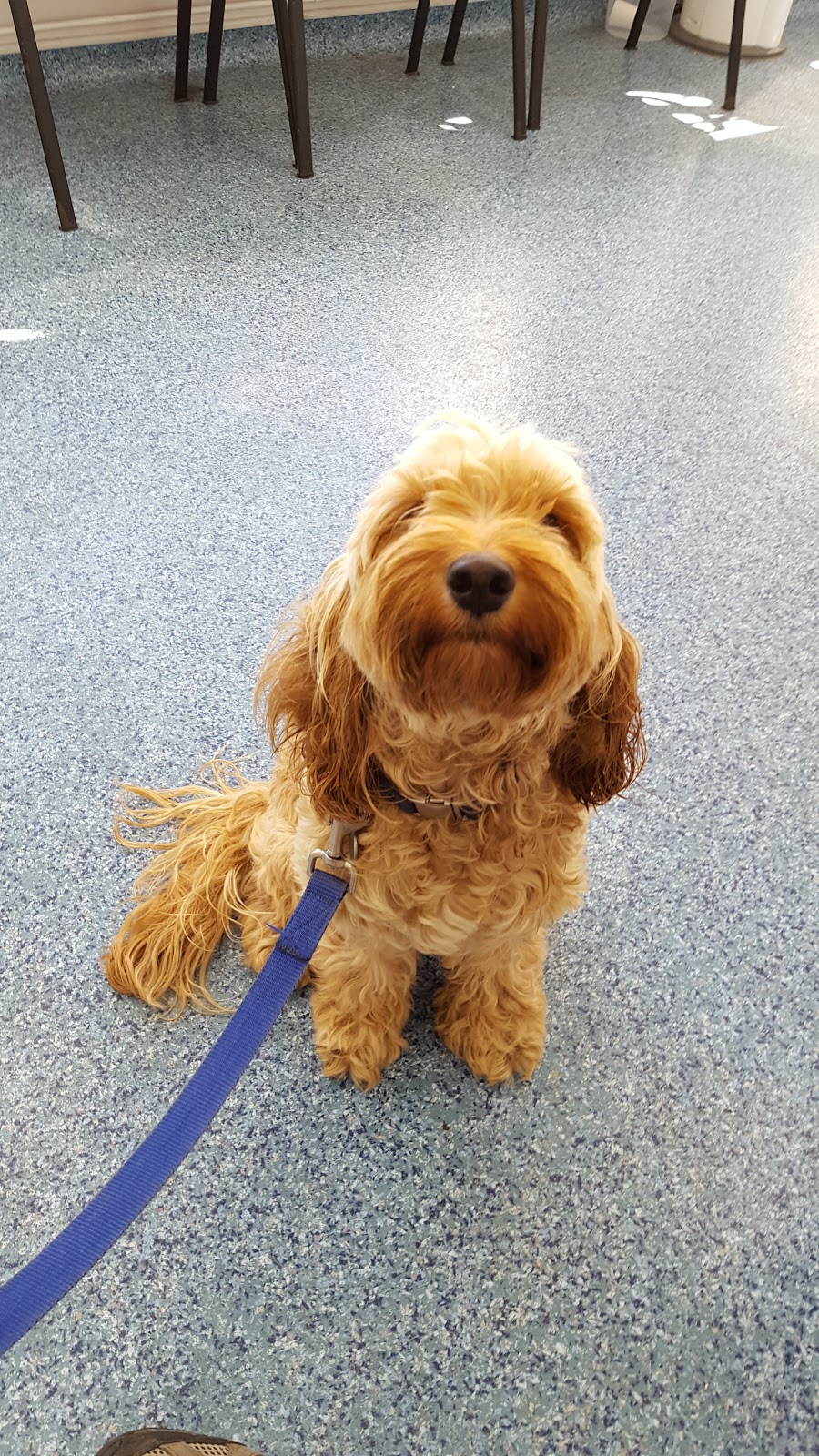 Sussex Coast Vets - Bexhill-on-Sea , United Kingdom