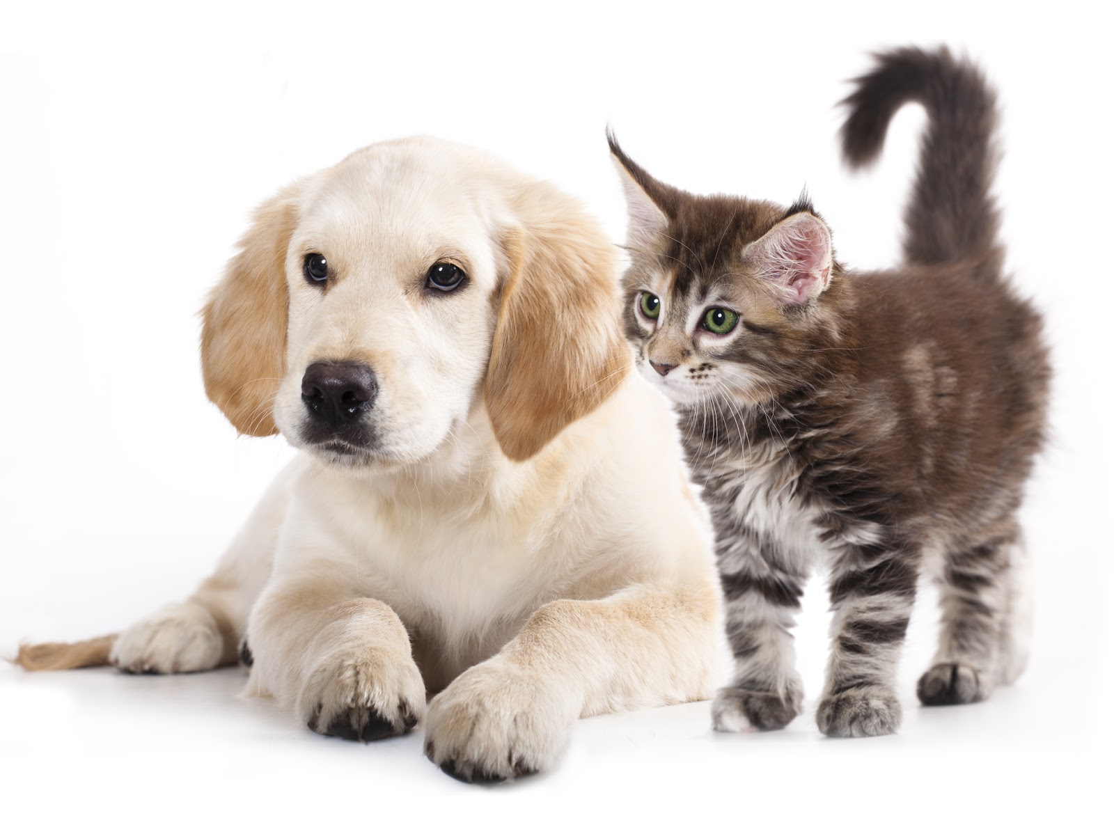 St Francis Animal Hospital - North Huntingdon , United States