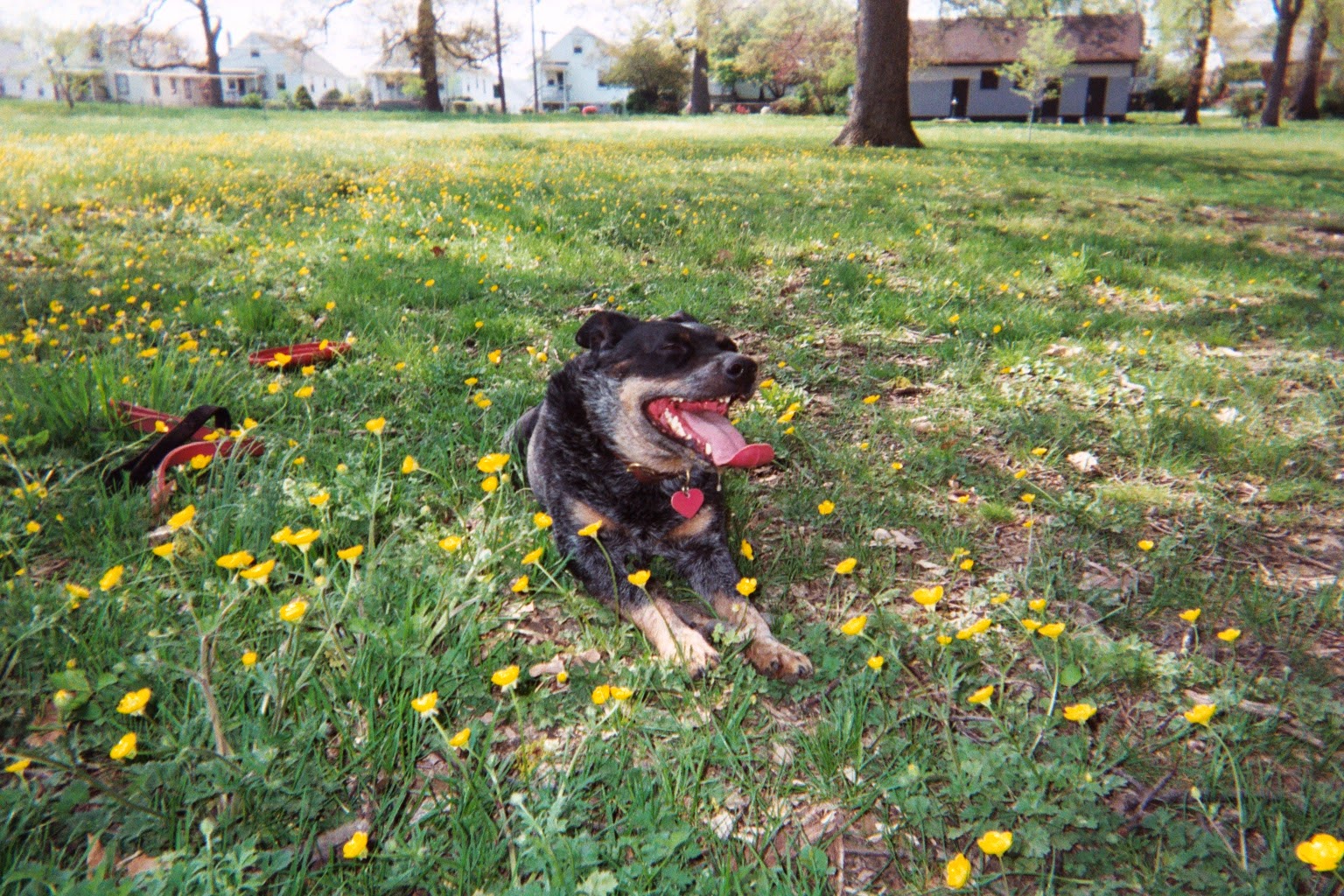 Pickles Light Street Animal Hospital - Baltimore , United States
