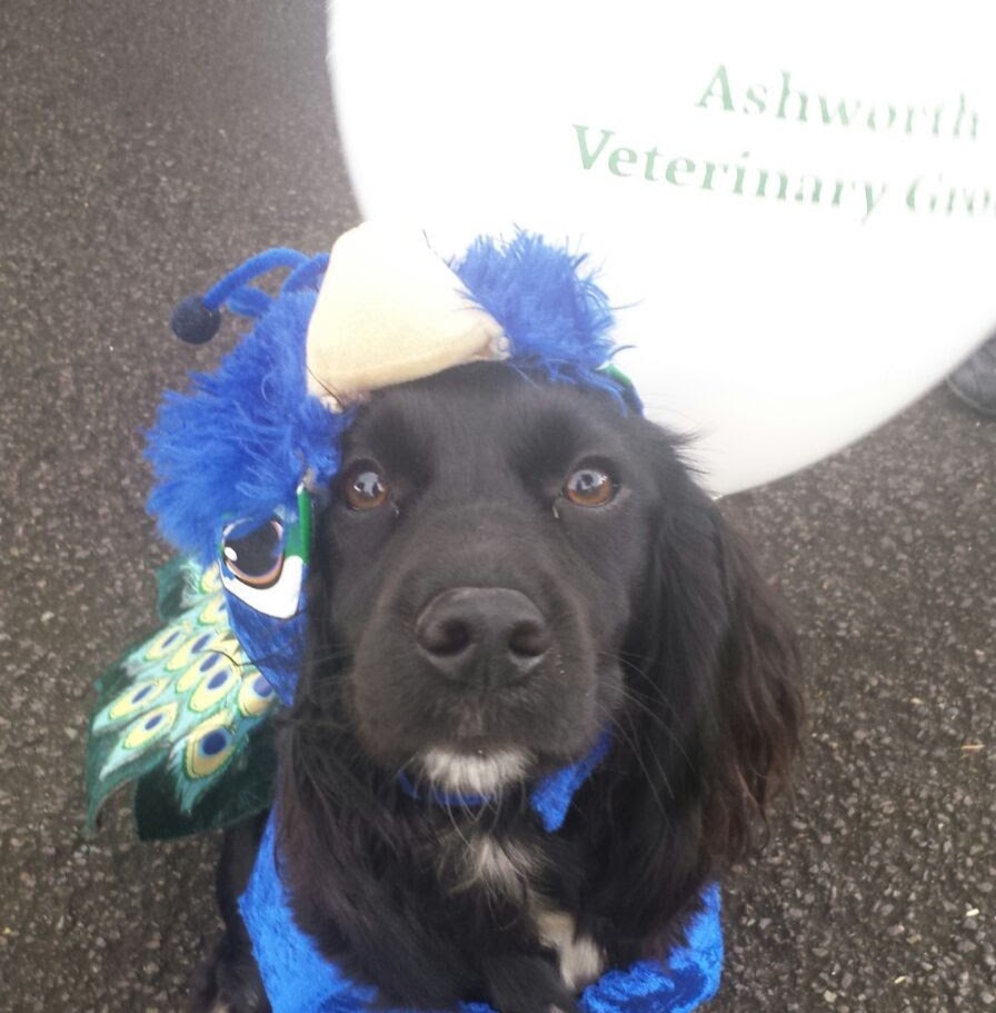 Ashworth Veterinary Group Farnborough - Farnborough , United Kingdom