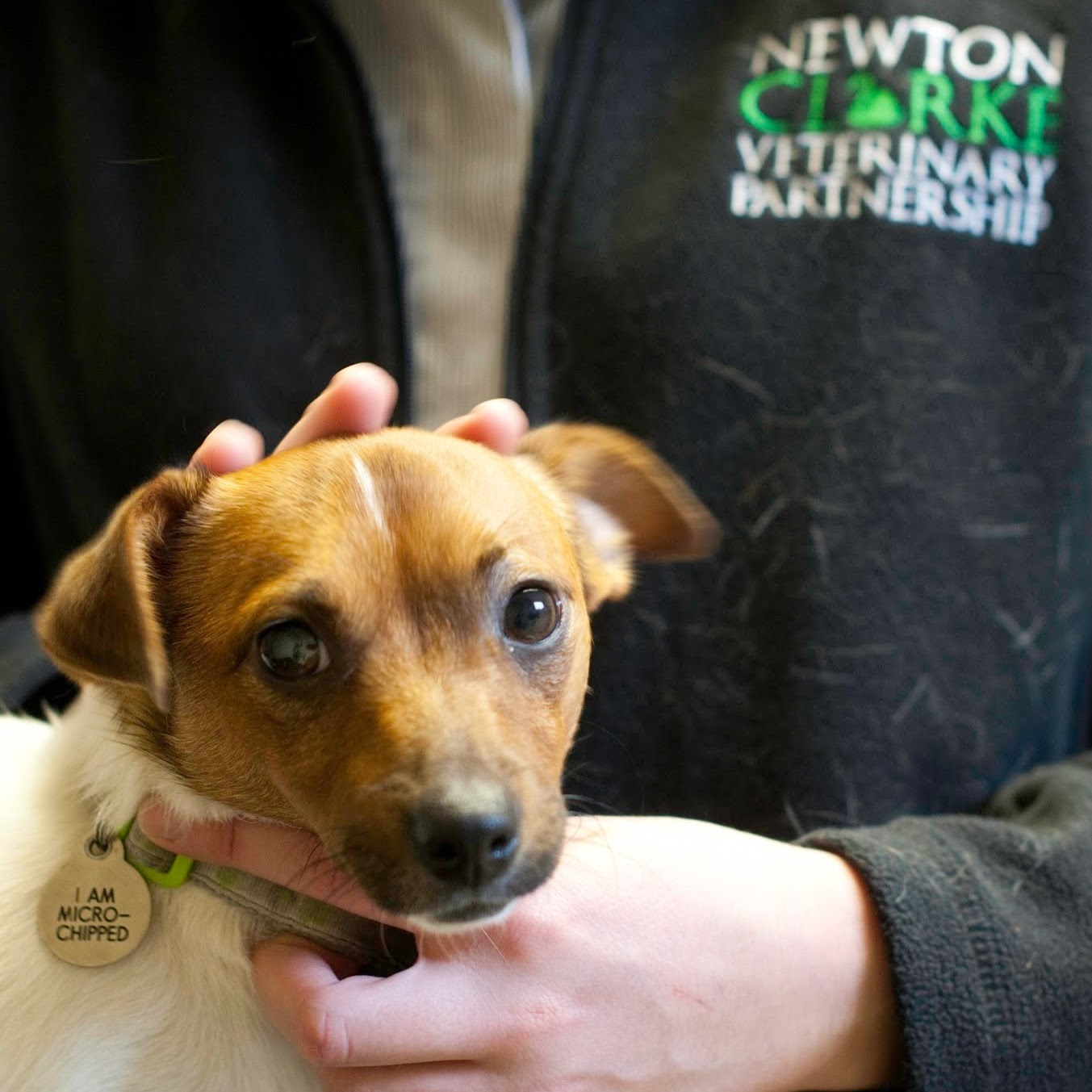 Newton Clarke Veterinary Surgeons - Yeovil , United Kingdom