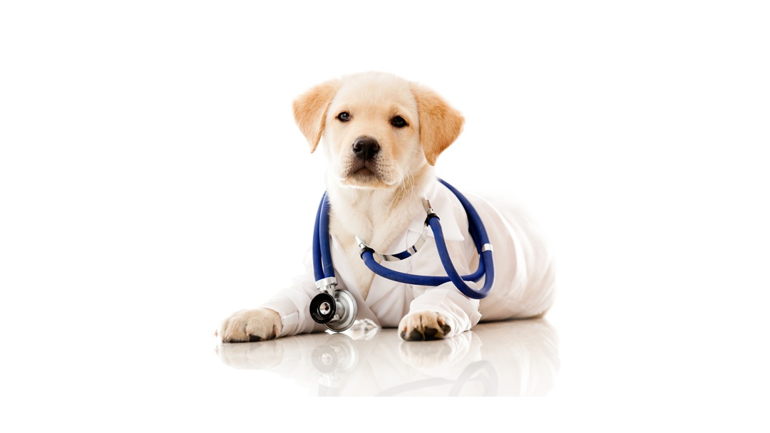 Angels Pet Hospital - Tomball , United States