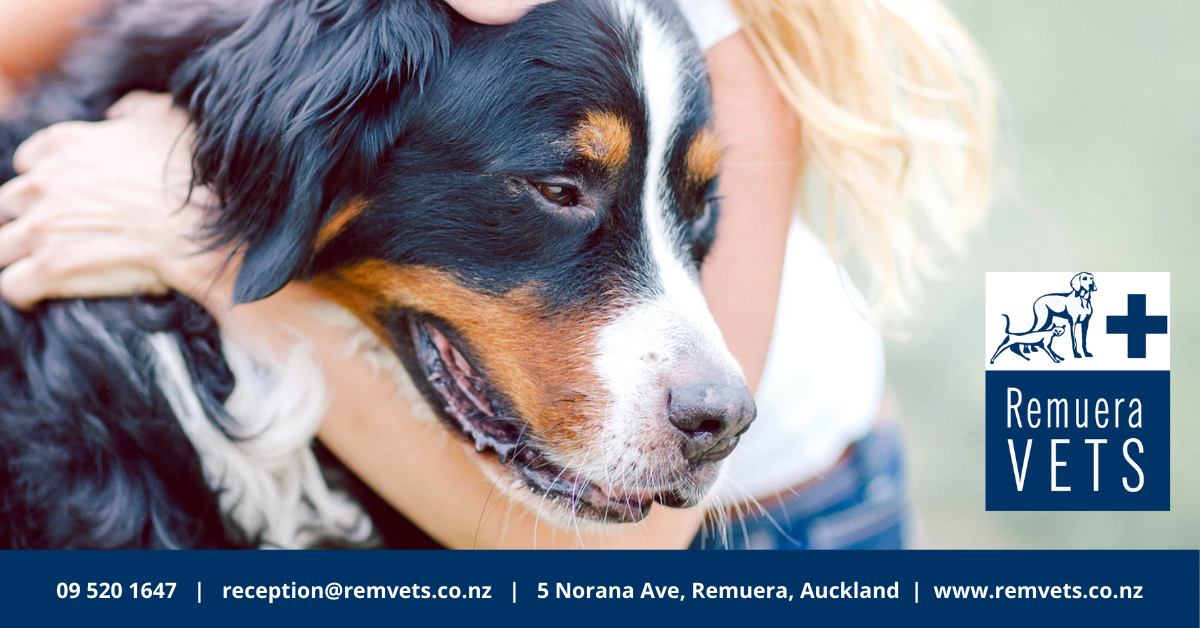 remuera vets - Remuera Auckland , New Zealand