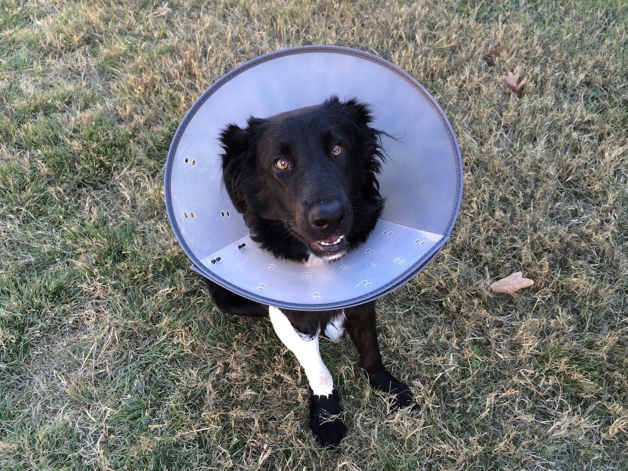 mobilevetperth - melville , Australia