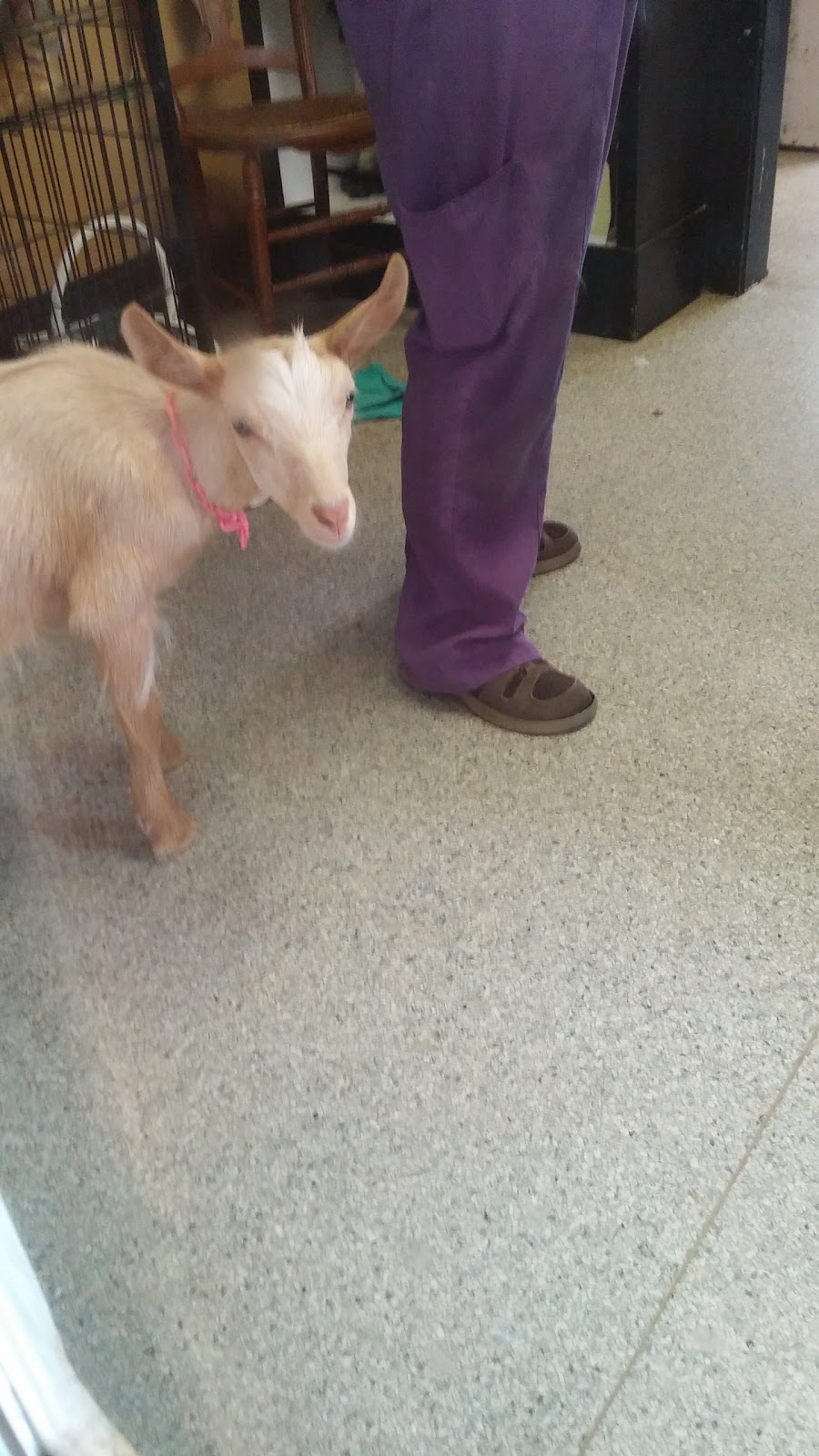 Colbert Animal Hospital - Colbert , United States