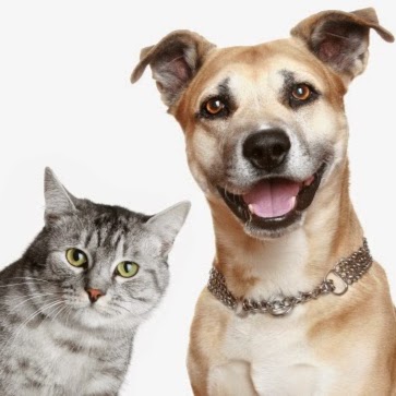 Georgetown Veterinary Clinic - Georgetown , United States