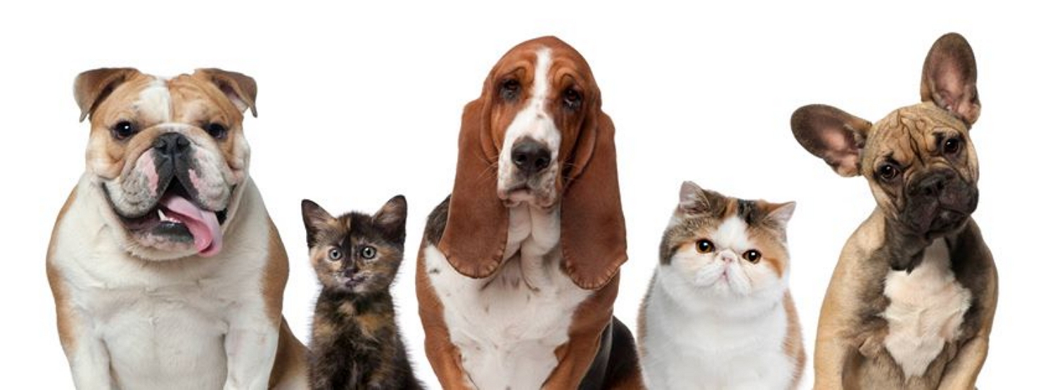 My Vet Animal Hospital - Westerville , United States