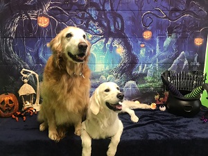 The Pet Pawlor - Colorado Springs , United States