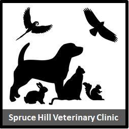 Spruce Hill Veterinary Clinic - Springfield , United States