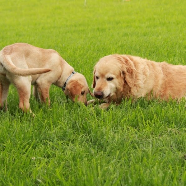 Neepawa Vet Clinic - Neepawa , Canada