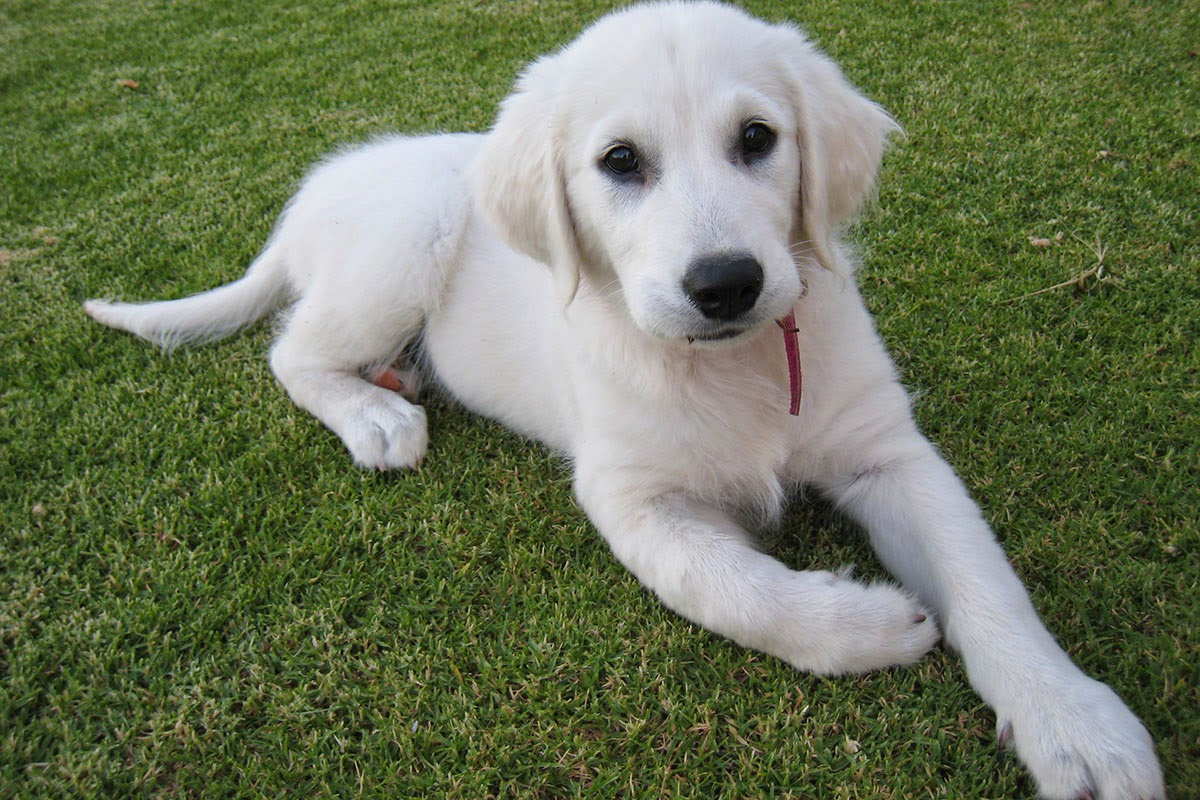 Myvet Fullarton Veterinary Clinic - Fullarton , Australia