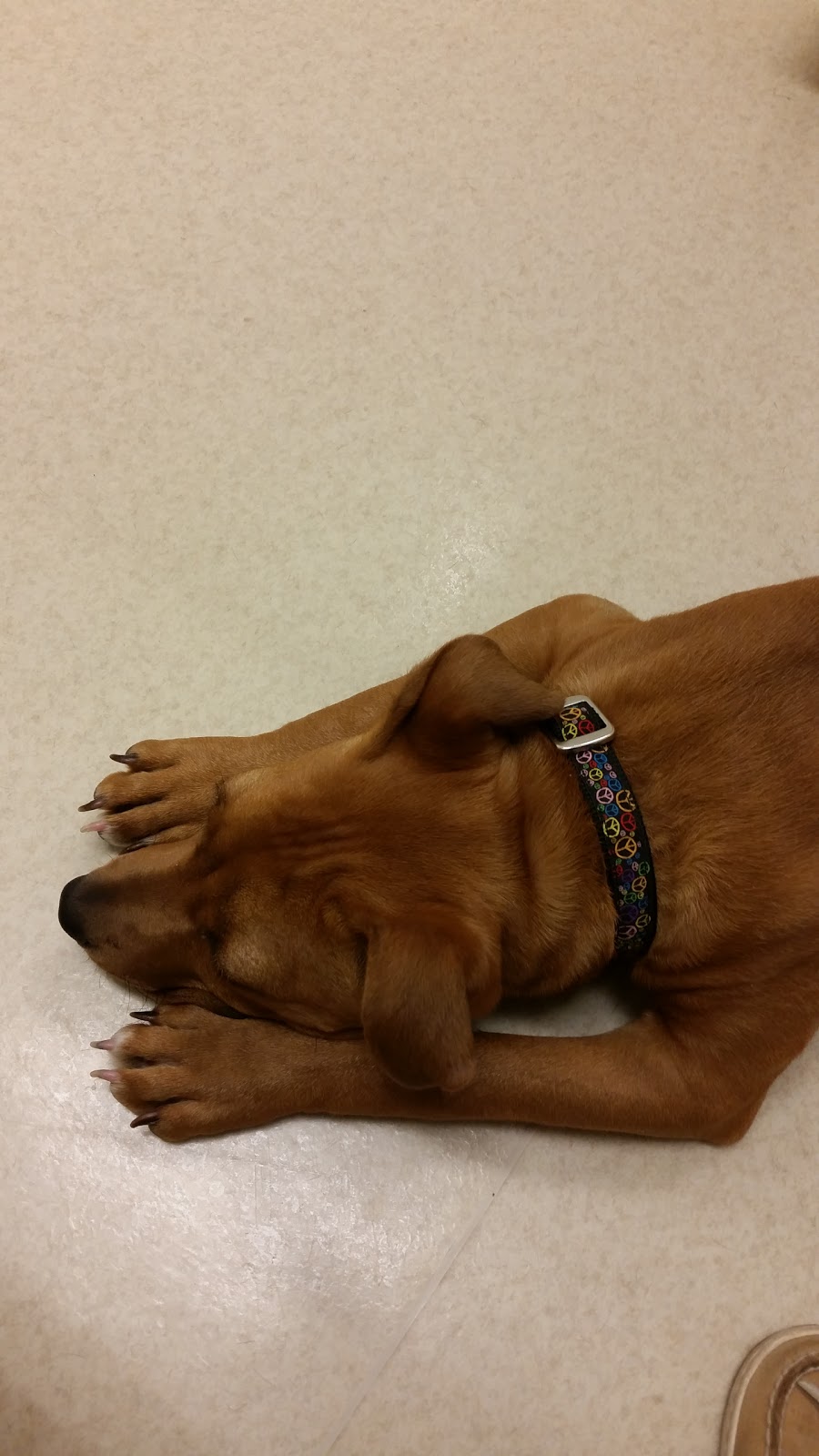 Tender Care Animal Hospital Of Peoria - Peoria , United States