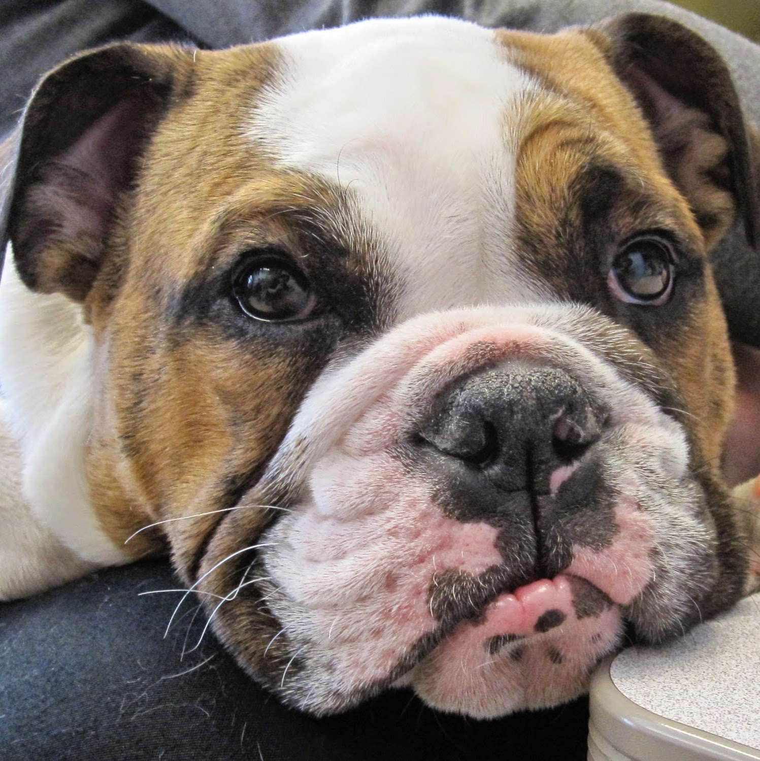 New Haven Pet Hospital - New Haven , United States