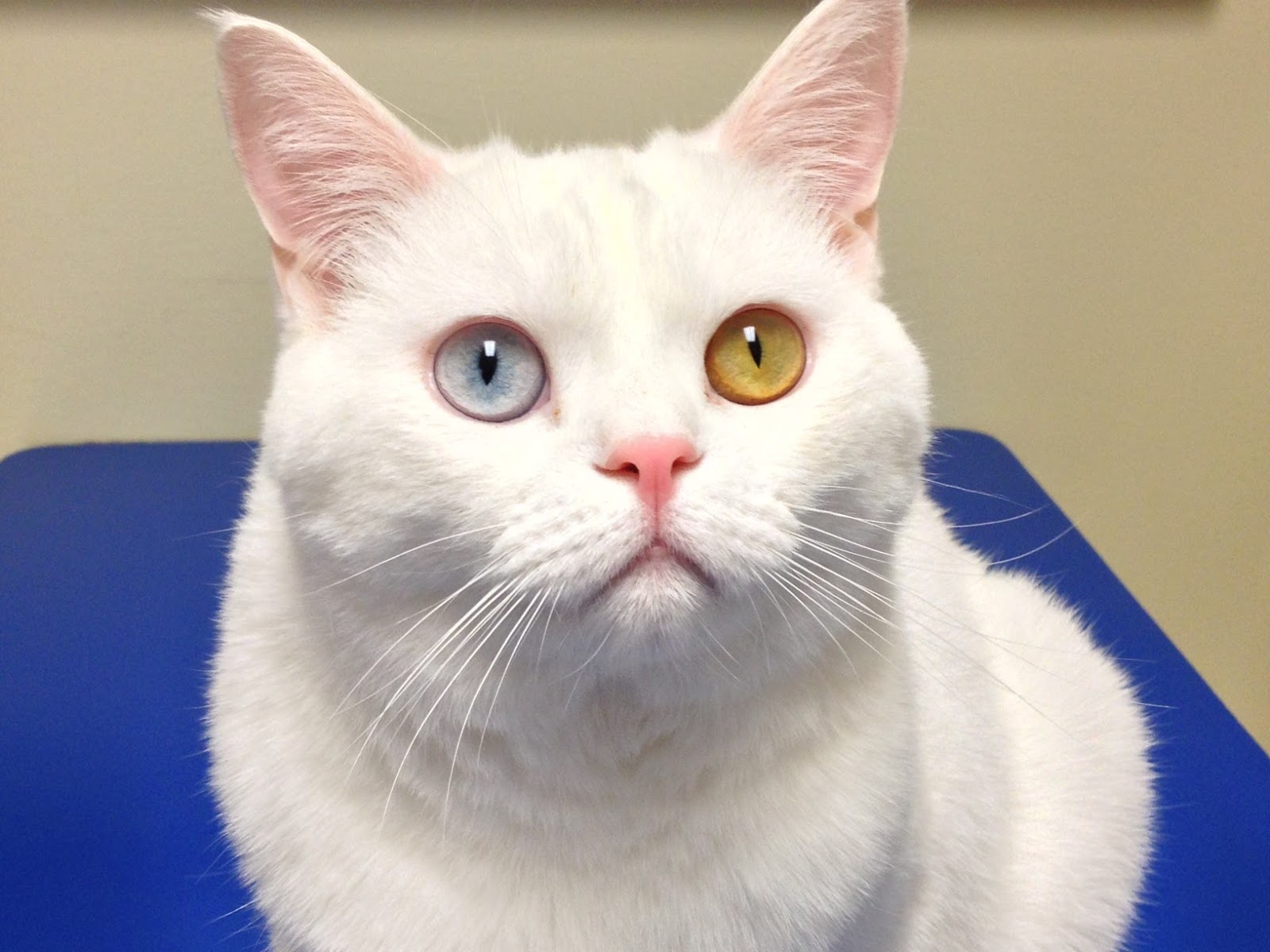 Companion Animal Hospital - Spring , United States