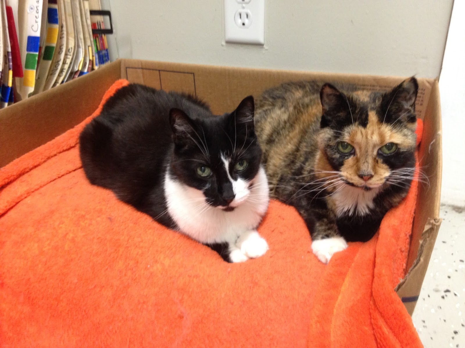 Lakeside Animal Hospital - Commerce Township , United States