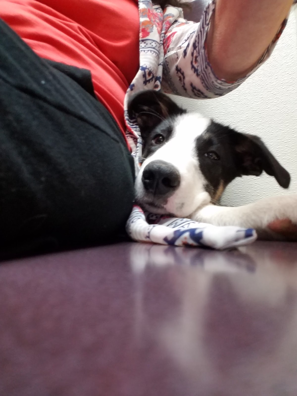 Austin Bluffs Animal Clinic - Colorado Springs , United States