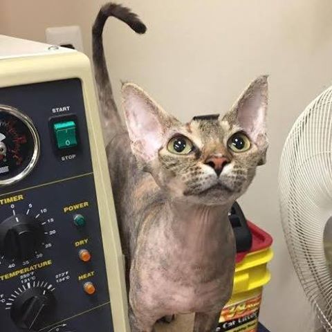 Macomb Center Veterinary Hospital - Macomb , United States