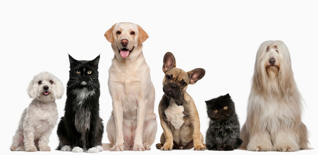 Animal Clinic Suburban - Omaha , United States
