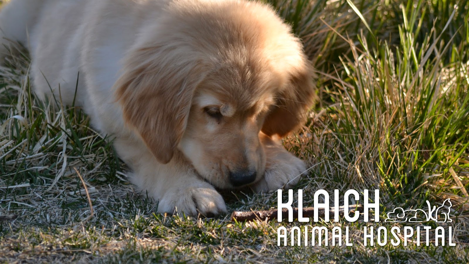 Klaich Animal Hospital Reno - Reno , United States