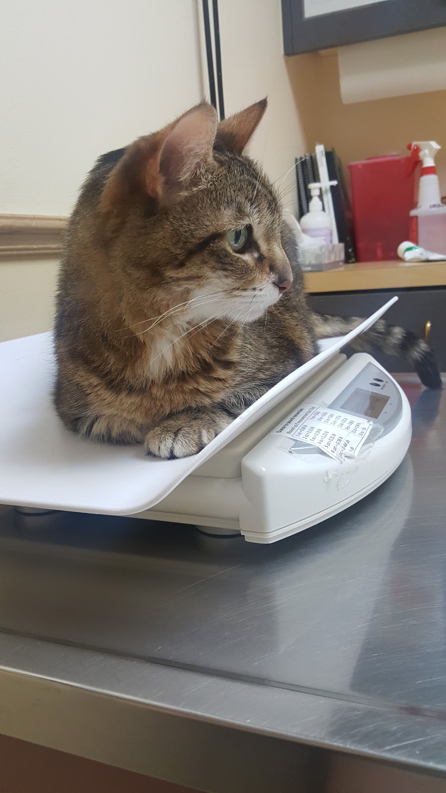 Vca North Portland Veterinary Hospital - Portland , United States