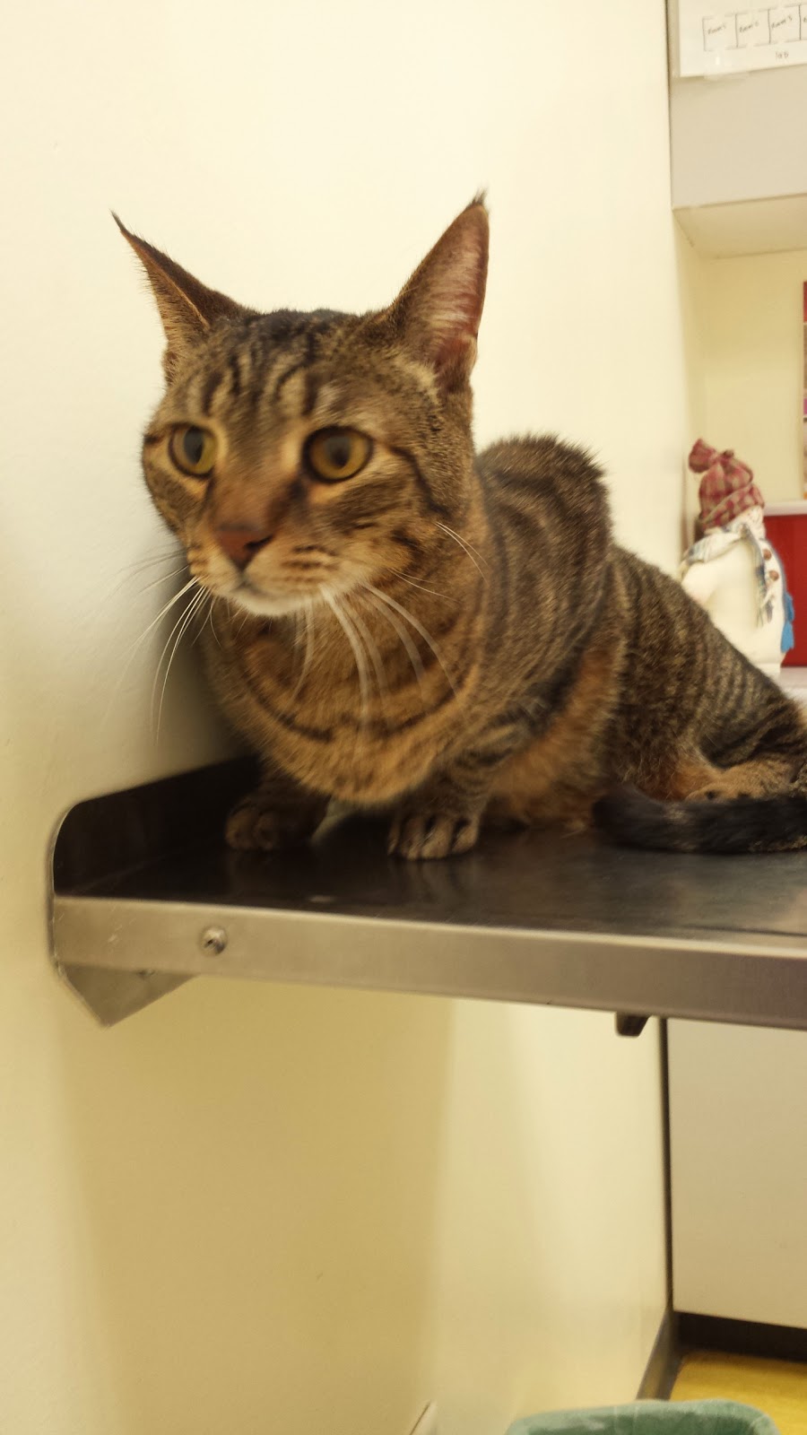 CNY Veterinary Services at Animal Kingdom - Clay , United States