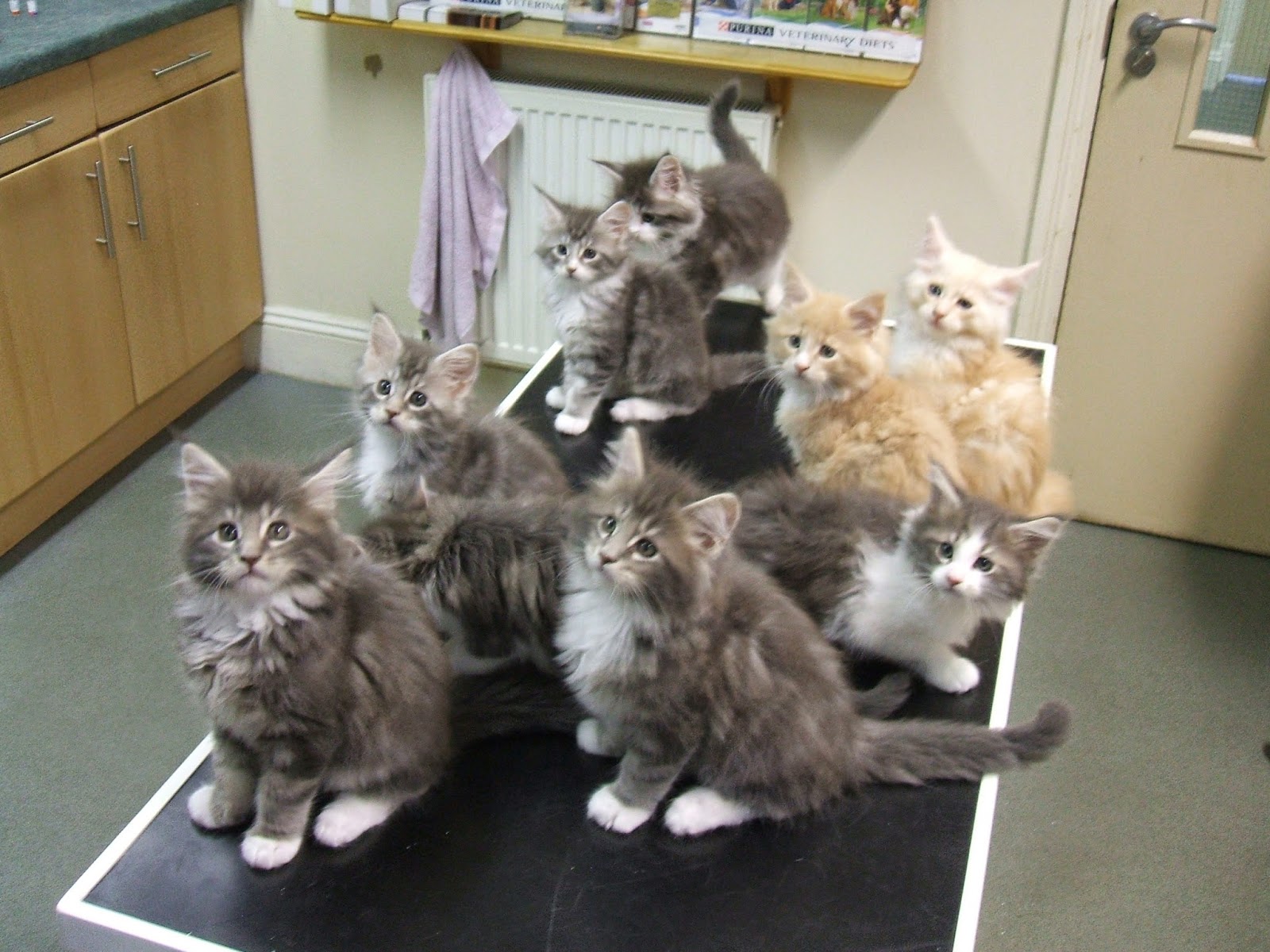 Alexandra Vets - Clevedon , United Kingdom