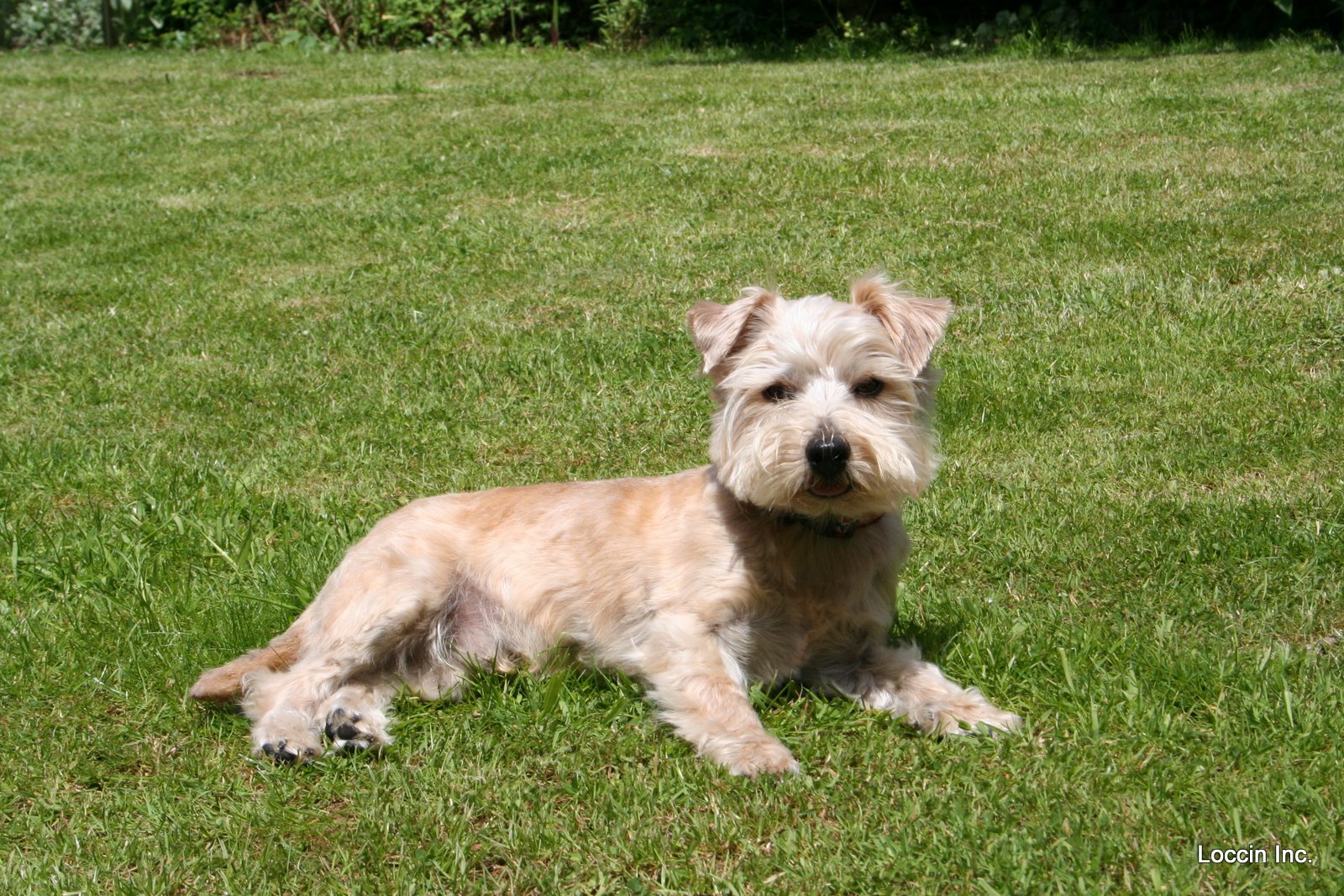 Vets4Pets Worcester - Worcester , United Kingdom