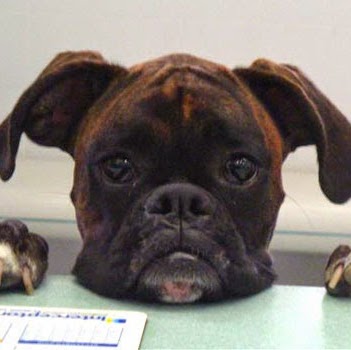 Boca Delray Animal Hospital - Delray Beach , United States