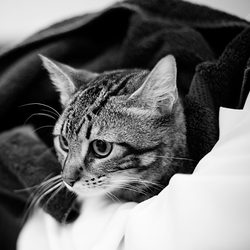 South Loop Animal Hospital - Chicago , United States
