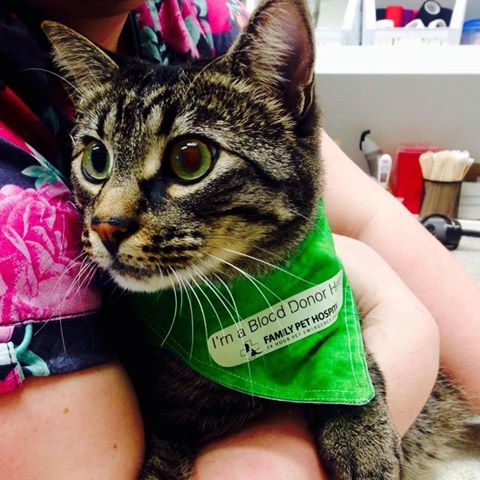 Family Pet Hospital And 24 Hour Pet Emergency Centre - Lethbridge , Canada