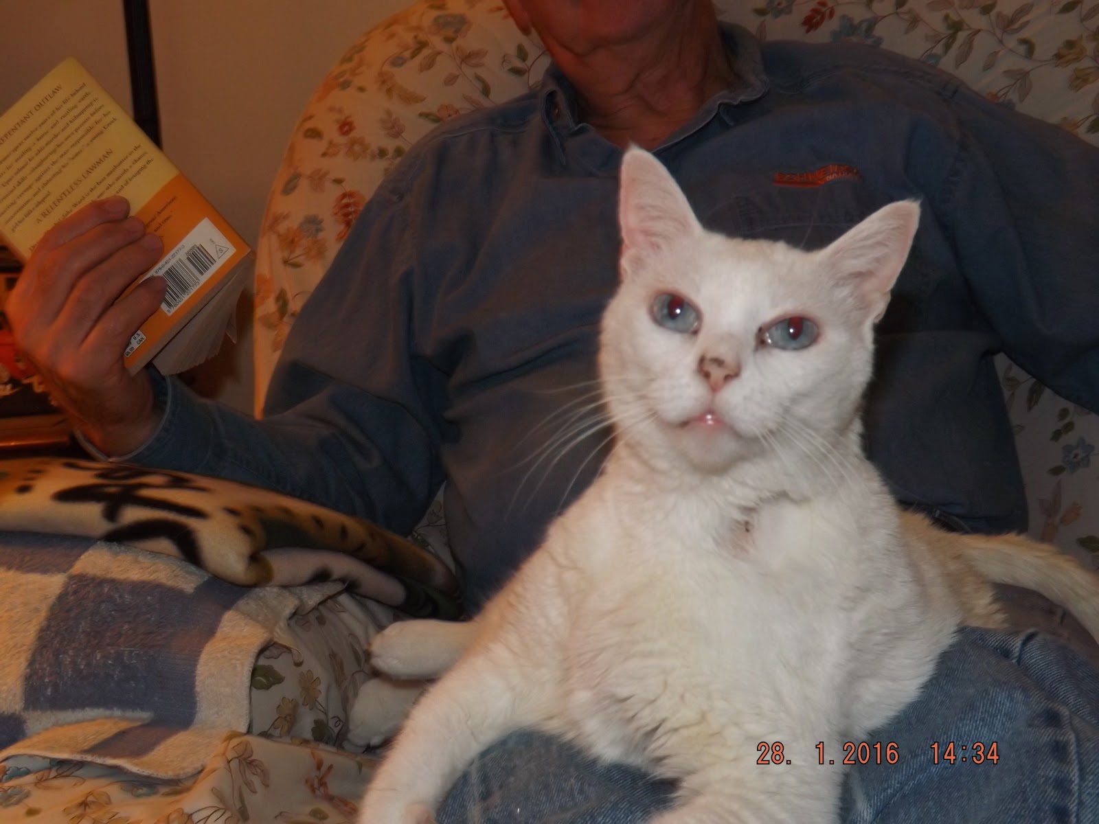 Wolftever Pet Wellness Group | Chattanooga - Chattanooga , United States