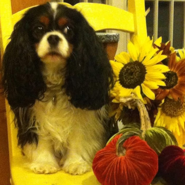 Family Pet Clinic - Newberg , United States
