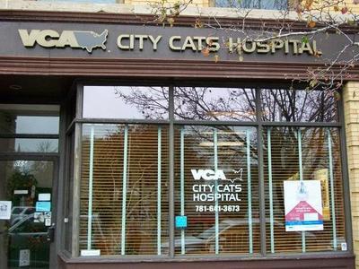 Vca city hot sale cats hospital