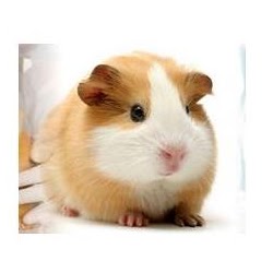 Avonvale Veterinary Centres - Leamington Spa , United Kingdom