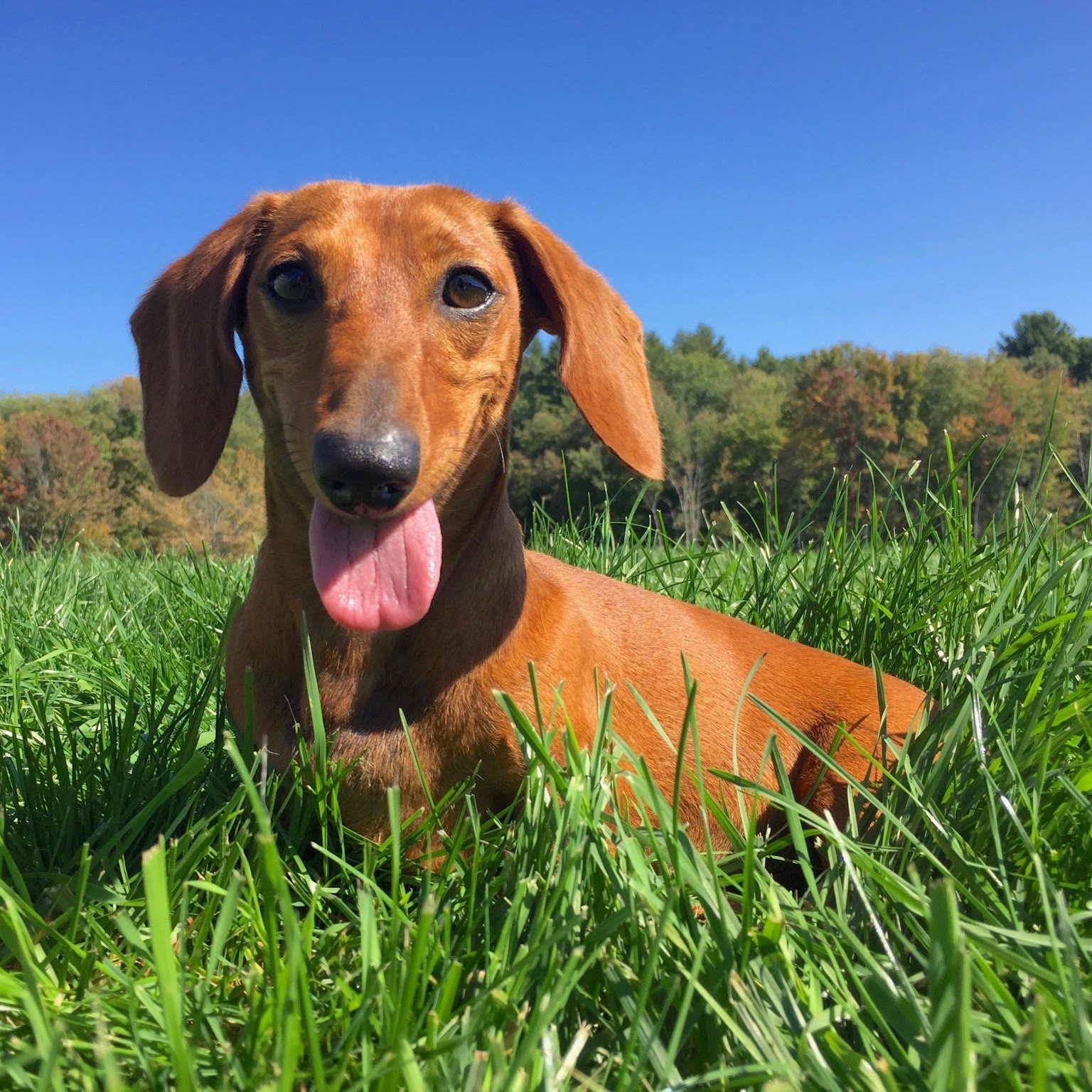 River Road Veterinary Hospital - Andover , United States