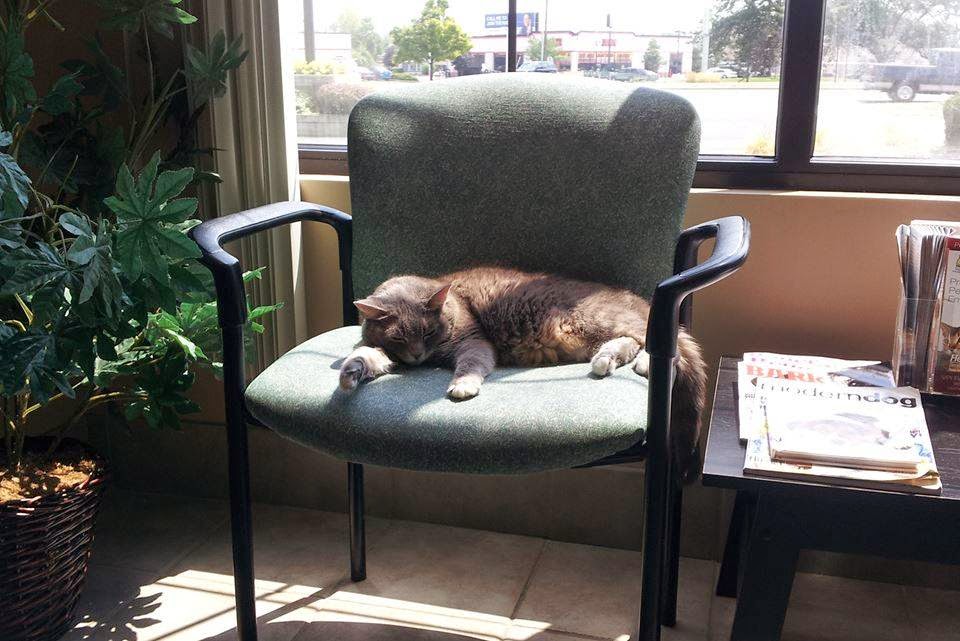 Freeland Animal Hospital - Indianapolis , United States