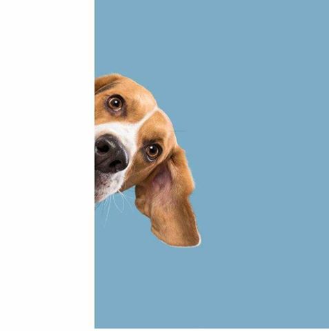 Beacon Bay Veterinary Clinic - East London , South Africa