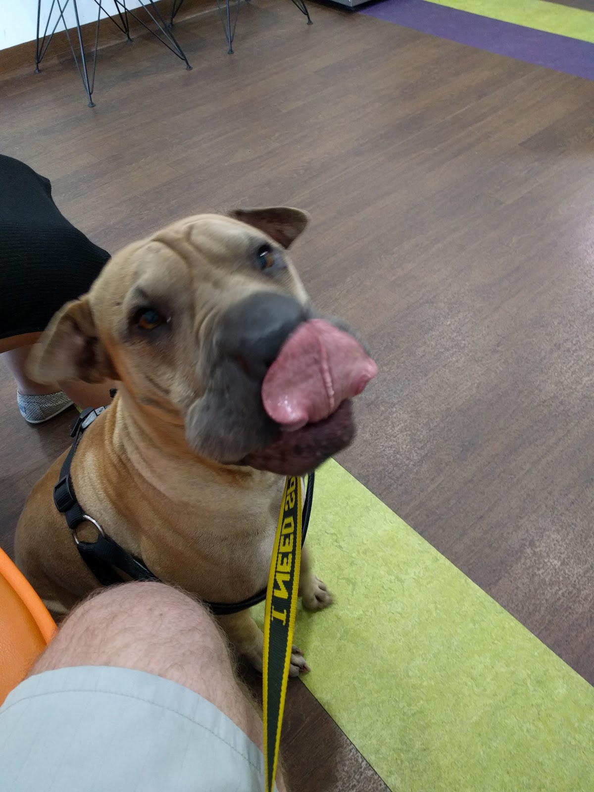 Better Pet Vets Andergrove - Andergrove , Australia