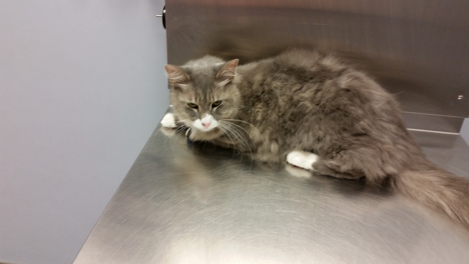 Munster Animal Hospital - Munster , United States