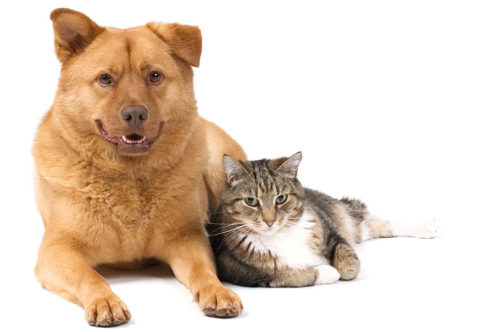 Cottonwood Animal Hospital - Ottawa , United States